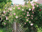 Rosen