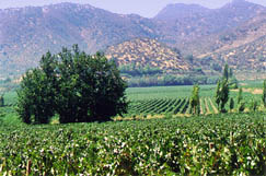 Das Maipo Valley