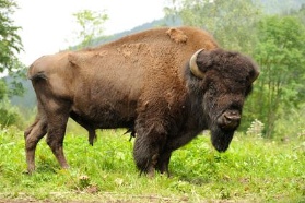 Bisonfleisch Kochkurs in Schwetzingen bei Mannheim / Heidelberg Bisonfleisch Kochkurs in Schwetzingen bei Mannheim / Heidelberg